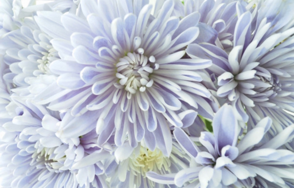 【山口県岩国市】家族葬と一般葬の違いは？費用相場と選び方のポイント