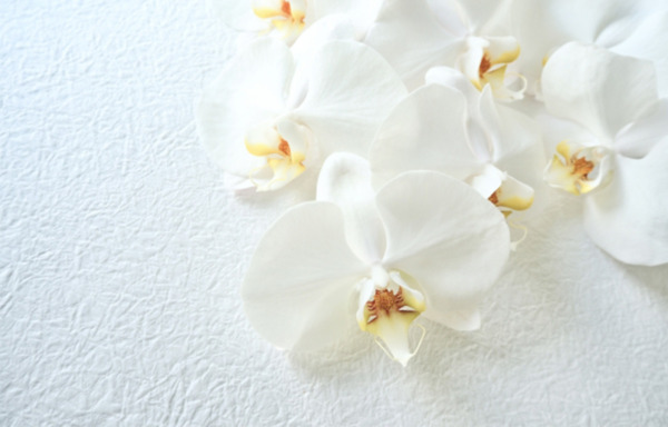 広島市の家族葬費用相場と安く抑えるコツを葬儀社別に徹底解説